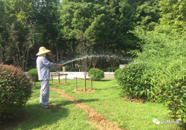 最難不過伏天，苗木安全度夏最全攻略！